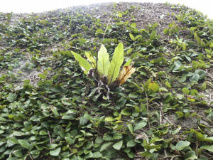 019 Garden of Shuri Castle