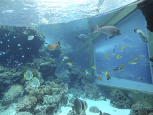 022 Okinawa Churaumi Aquarium