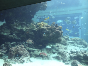 023 Okinawa Churaumi Aquarium