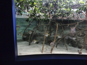 024 Okinawa Churaumi Aquarium