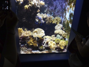 025 Okinawa Churaumi Aquarium