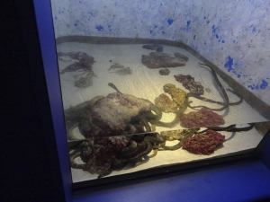 026 Okinawa Churaumi Aquarium