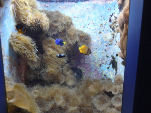 027 Okinawa Churaumi Aquarium