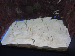 028 Okinawa Churaumi Aquarium
