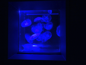 029 Okinawa Churaumi Aquarium