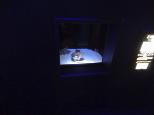 030 Okinawa Churaumi Aquarium