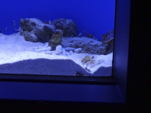 031 Okinawa Churaumi Aquarium