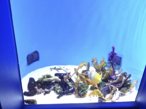 033 Okinawa Churaumi Aquarium