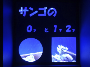 034 Okinawa Churaumi Aquarium