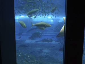 035 Okinawa Churaumi Aquarium