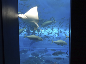 036 Okinawa Churaumi Aquarium