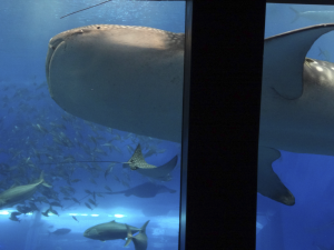 037 Okinawa Churaumi Aquarium