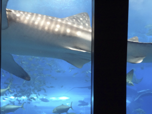 038 Okinawa Churaumi Aquarium