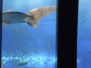 039 Okinawa Churaumi Aquarium