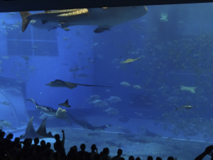 040 Okinawa Churaumi Aquarium