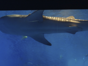 041 Okinawa Churaumi Aquarium