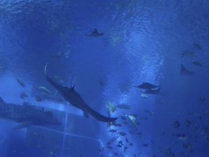 042 Okinawa Churaumi Aquarium