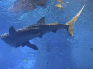043 Okinawa Churaumi Aquarium