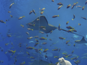 044 Okinawa Churaumi Aquarium