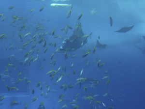 045 Okinawa Churaumi Aquarium