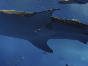 046 Okinawa Churaumi Aquarium