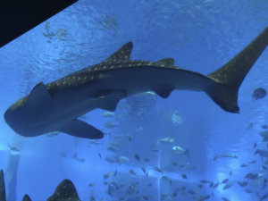 047 Okinawa Churaumi Aquarium
