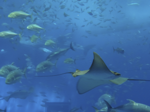 048 Okinawa Churaumi Aquarium