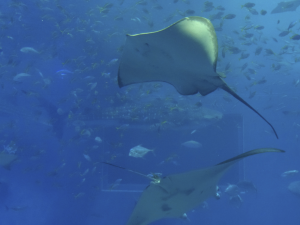 049 Okinawa Churaumi Aquarium