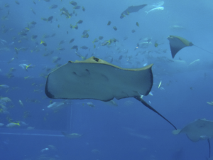050 Okinawa Churaumi Aquarium