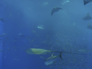 052 Okinawa Churaumi Aquarium