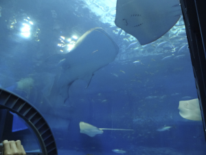053 Okinawa Churaumi Aquarium