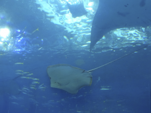 054 Okinawa Churaumi Aquarium