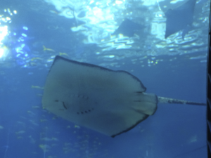 055 Okinawa Churaumi Aquarium