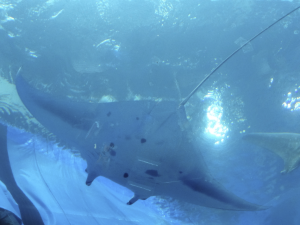 056 Okinawa Churaumi Aquarium