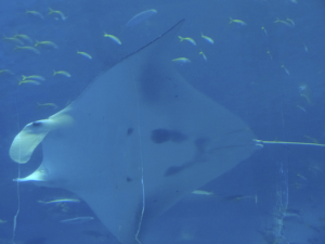 057 Okinawa Churaumi Aquarium