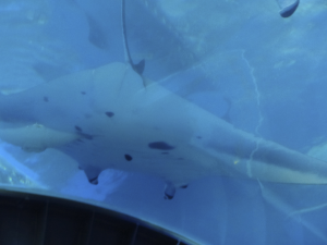 058 Okinawa Churaumi Aquarium