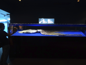059 Okinawa Churaumi Aquarium