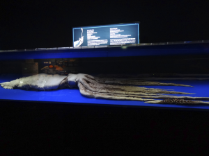 060 Okinawa Churaumi Aquarium