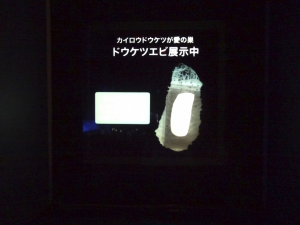 063 Okinawa Churaumi Aquarium