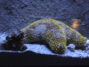 064 Okinawa Churaumi Aquarium