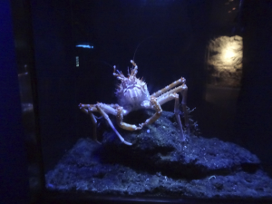 065 Okinawa Churaumi Aquarium
