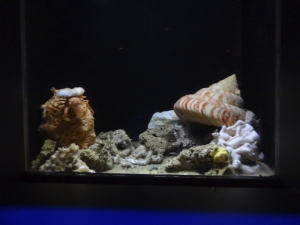 066 Okinawa Churaumi Aquarium