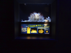 067 Okinawa Churaumi Aquarium
