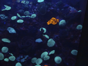 069 Okinawa Churaumi Aquarium