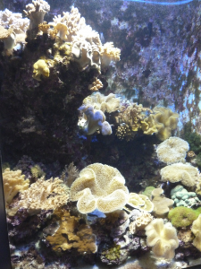 070 Okinawa Churaumi Aquarium