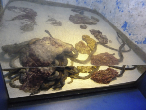 071 Okinawa Churaumi Aquarium