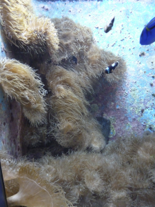 072 Okinawa Churaumi Aquarium