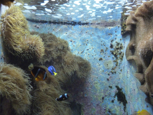 073 Okinawa Churaumi Aquarium