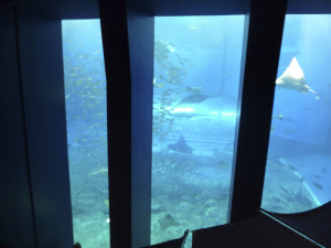 076 Okinawa Churaumi Aquarium