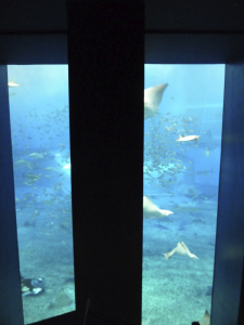 077 Okinawa Churaumi Aquarium